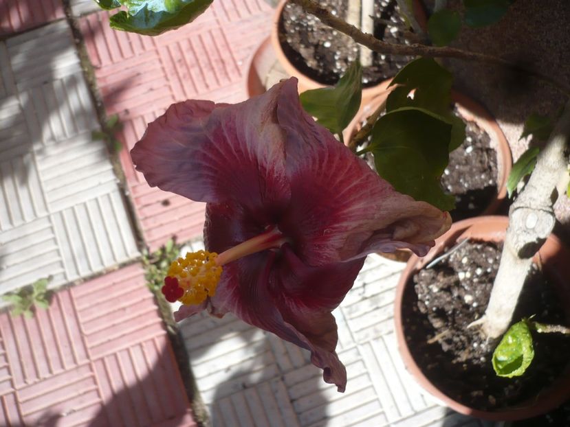 P1400132 - HIBISCUSI 2018-4