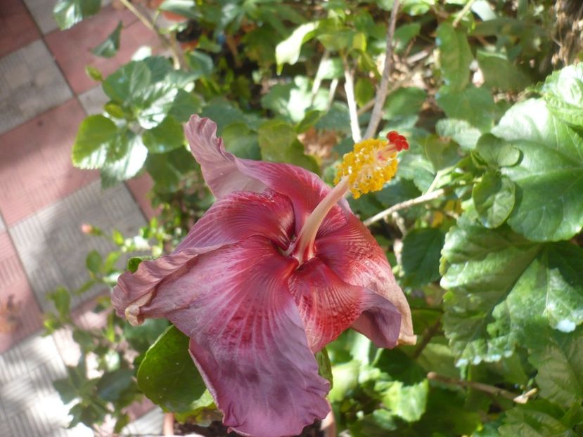 P1400135 - HIBISCUSI 2018-4