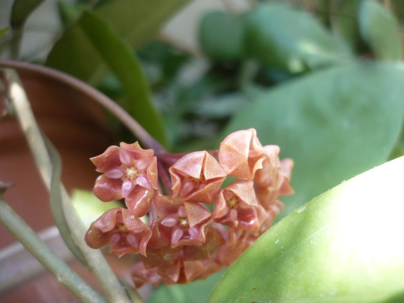 P1400141 - HOYA 2018-2