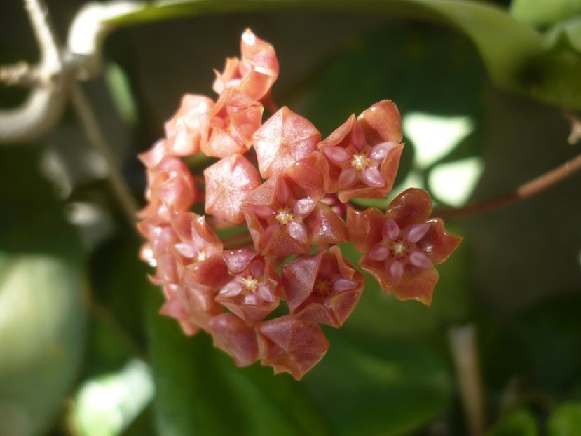 P1400144 - HOYA 2018-2