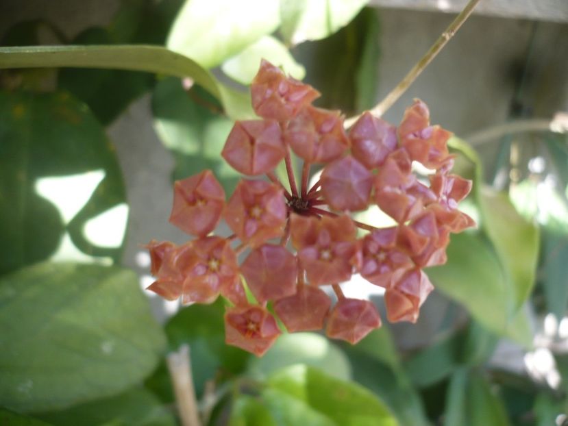 P1400145 - HOYA 2018-2