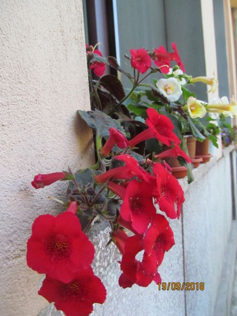  - ACHIMENES 2020 - VANZARI HIBRIZI