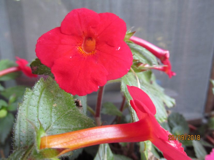 Habanero - ACHIMENES 2020 - VANZARI HIBRIZI