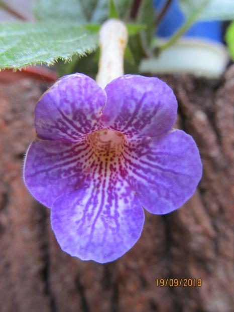 Leonheart - ACHIMENES 2020 - VANZARI HIBRIZI