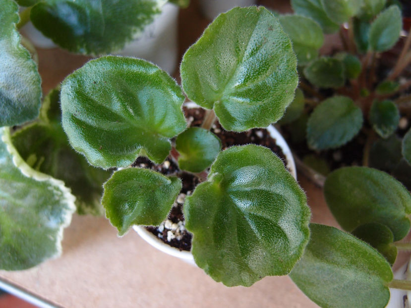 P9212887 - RM Vasilisa