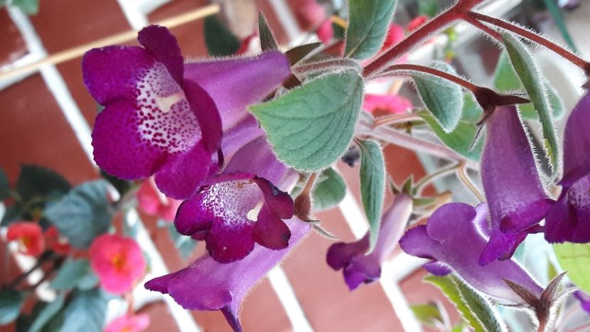  - Ohio Never say never