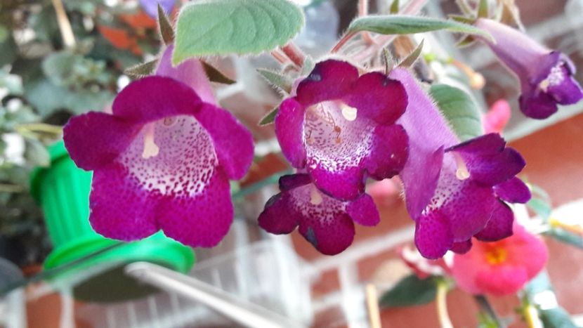  - Ohio Never say never