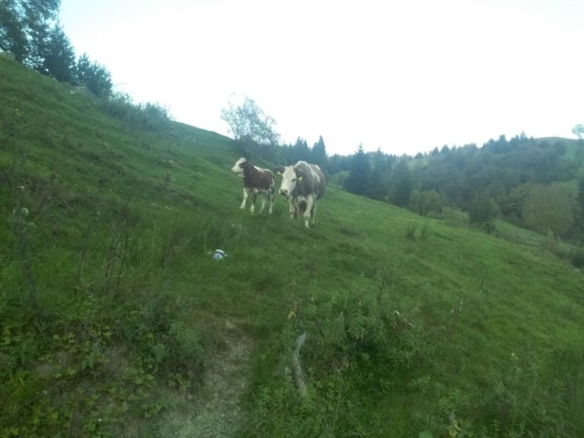  - D Vacutele