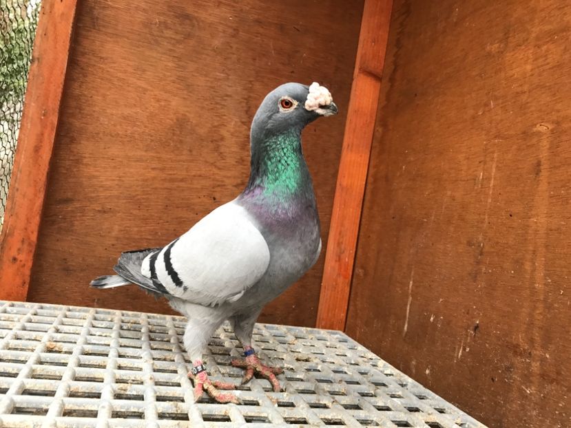 E521CFBB-2374-4BA6-A688-F8576DFD35C0 - Italieni Vanduti