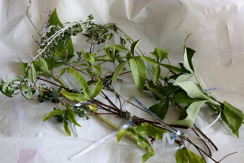 21.09.18 - 08 Flora- inradacinare passiflora