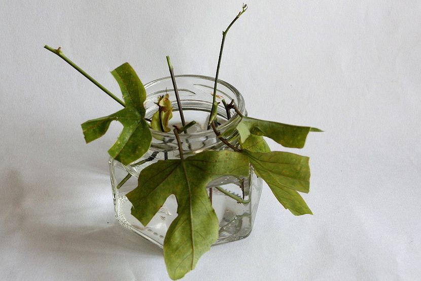 21.09.18 - 08 Flora- inradacinare passiflora