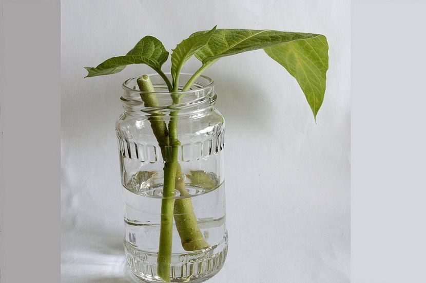 21.09.18 - 08 Flora- inradacinare passiflora