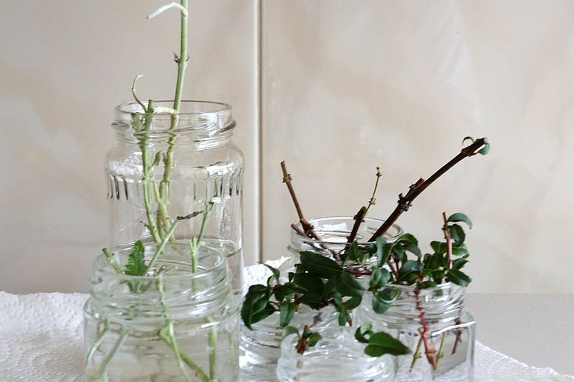 21.09.18 - 08 Flora- inradacinare passiflora