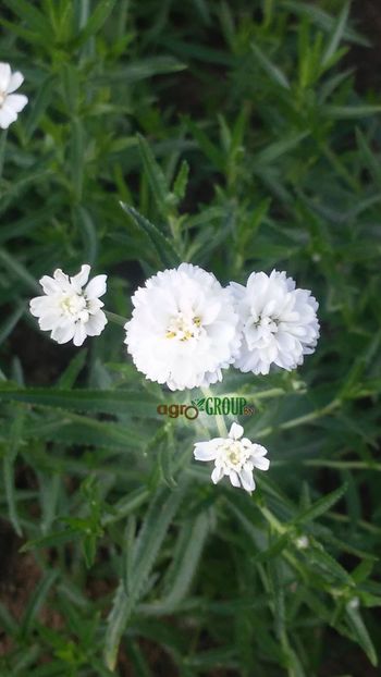 Achillea Ptarmica Ballerina - Plante Achillea Ptarmica Ballerina de vanzare