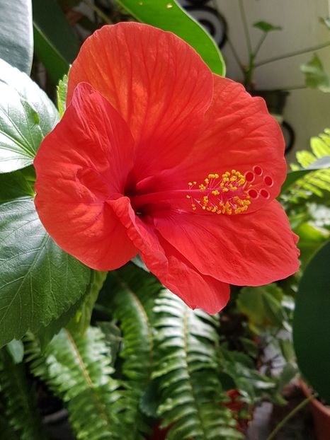 Si din nou, hibiscus... - Florile mamei