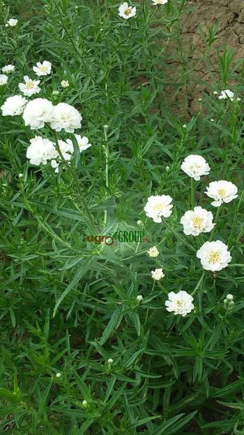 Achillea Ptarmica - PLANTE DE VANZARE 2018