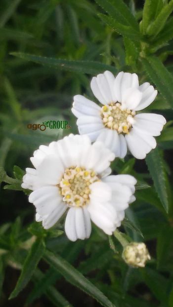 Achillea Ptarmica - PLANTE DE VANZARE 2018