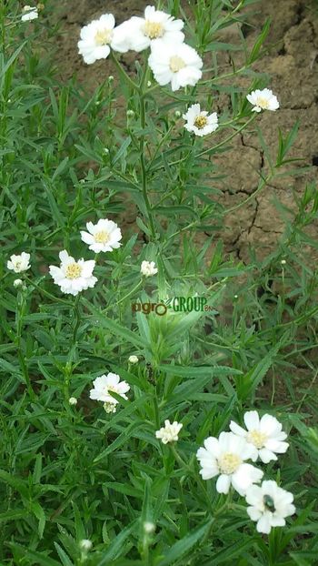 Achillea Ptarmica Ballerina - PLANTE DE VANZARE 2018