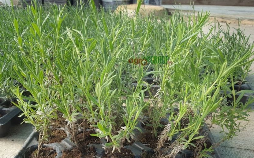 Lavanda Angustifolia Blue Scent - Butasi lavanda de vanzare