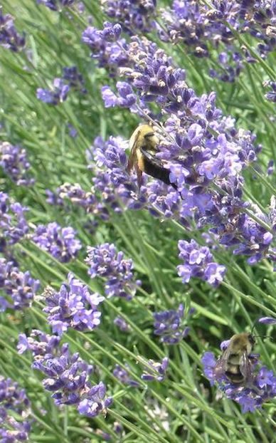 Lavanda Angustifolia Blue Scent - Butasi lavanda de vanzare