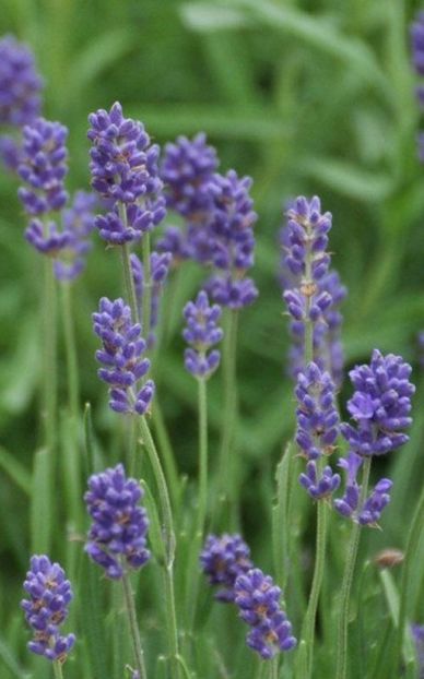 Lavanda Angustifolia Pacific Blue - Butasi lavanda de vanzare