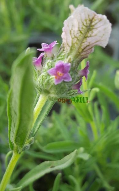 Butasi Lavanda Boysenberry Ruffles - Butasi lavanda de vanzare