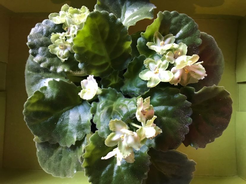 D1E00624-524C-4F35-9E80-5CF7110F7B19 - VIOLETE AFRICANE