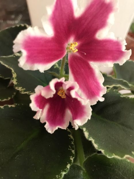 D8204102-8135-45A5-BC58-A3EDD57BDB5D - VIOLETE AFRICANE