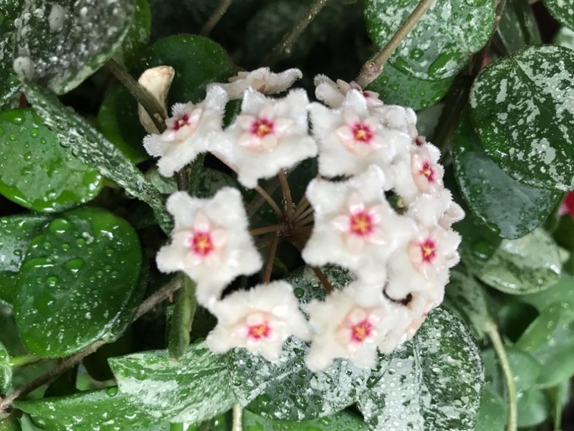 F4DED512-BEF5-44B1-80A5-A6F2B0C5C234 - HOYA MATHILDE