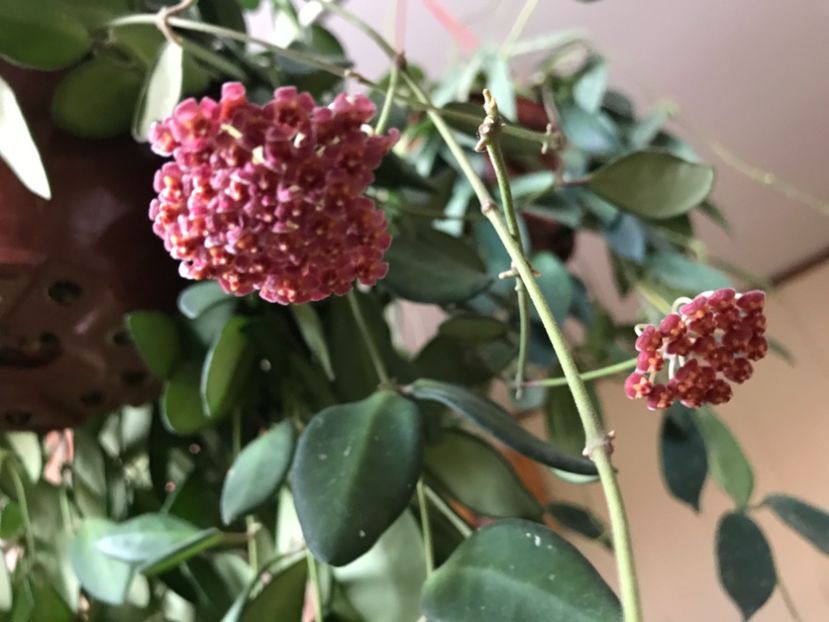 86CF457D-DD13-43A4-B656-F0D45A4C9B9E - HOYA DS70