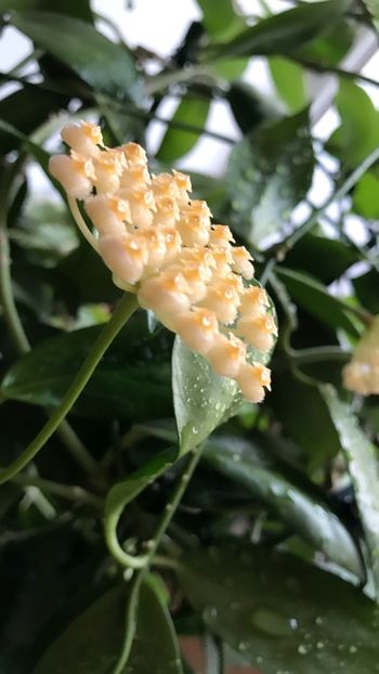 E1BA40C6-6A07-4ACD-85D0-231BFCD704BC - HOYA OBSCURA