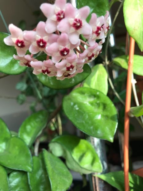 8ED666A1-4978-48BA-A5A1-42A420C06402 - HOYA KRINKLE8