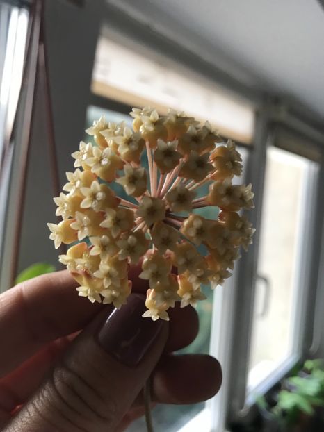 CB5E260E-E1B9-49BE-92B9-0C1D979CF190 - hoya Cv Viola