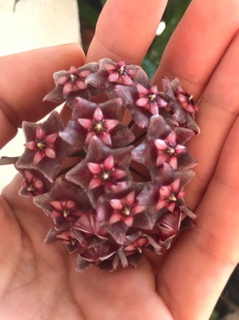 40CB8E9F-D754-49C7-8CA4-A932CC397F7E - hoya pubicalyx red button