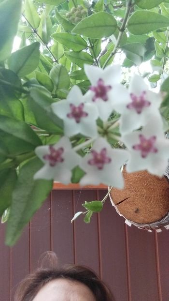 E4D25DD0-01CB-4956-9DF4-67D1C8825B2C - HOYA BELLA