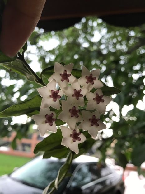 742FFF4B-C991-4944-B8F7-78851F5F8929 - HOYA BELLA