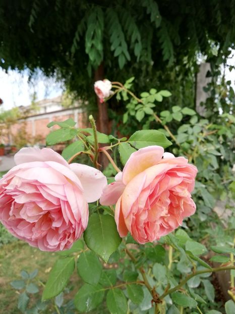  - Abraham Darby
