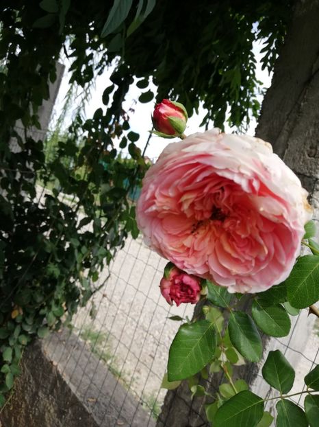  - Abraham Darby