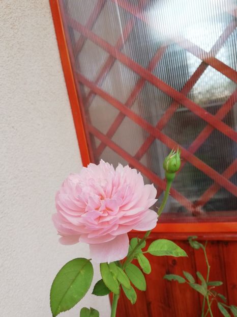  - Alnwick castle rose