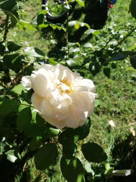  - Uetersener klosterrose- urcator