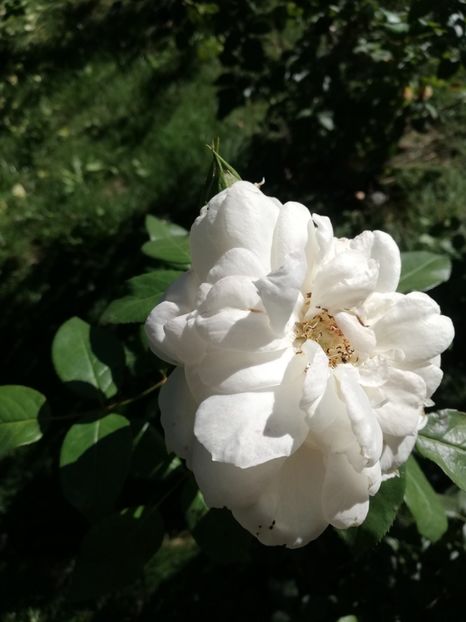 - Uetersener klosterrose- urcator