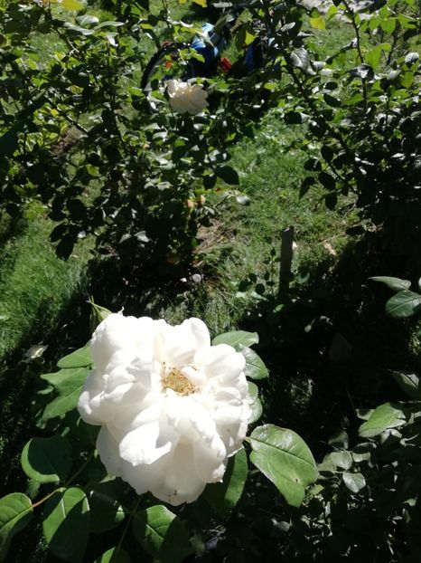  - Uetersener klosterrose- urcator