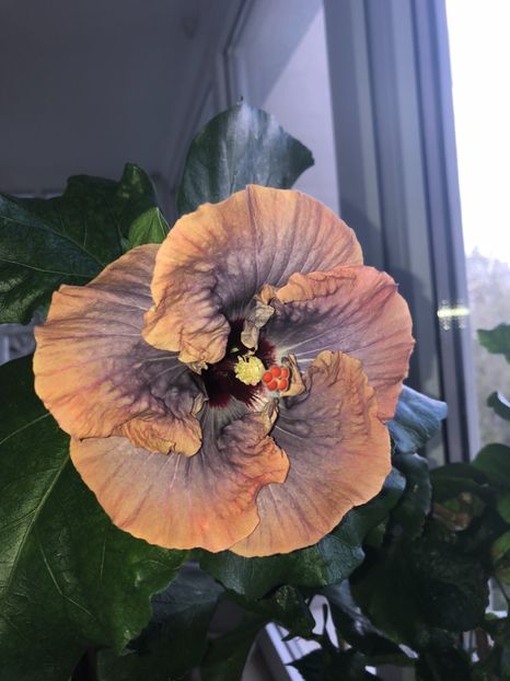 B760CC2C-14AE-4808-B9F2-6445741B94B6 - Flori 2018