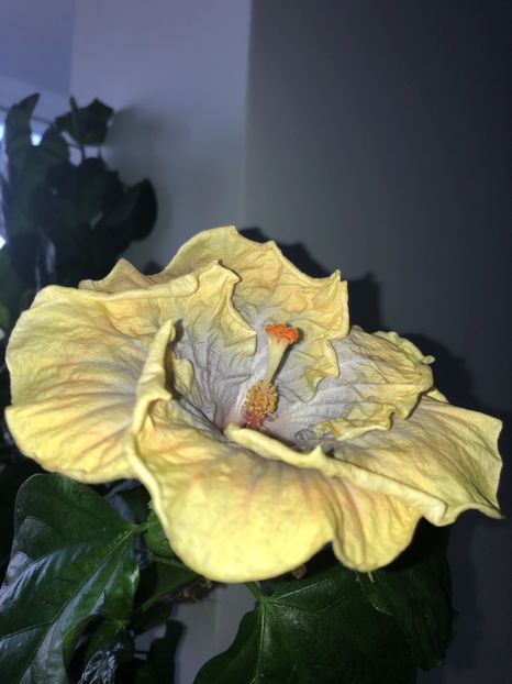 F89E3249-276E-4C80-A801-008EA96FAC5F - Flori 2018