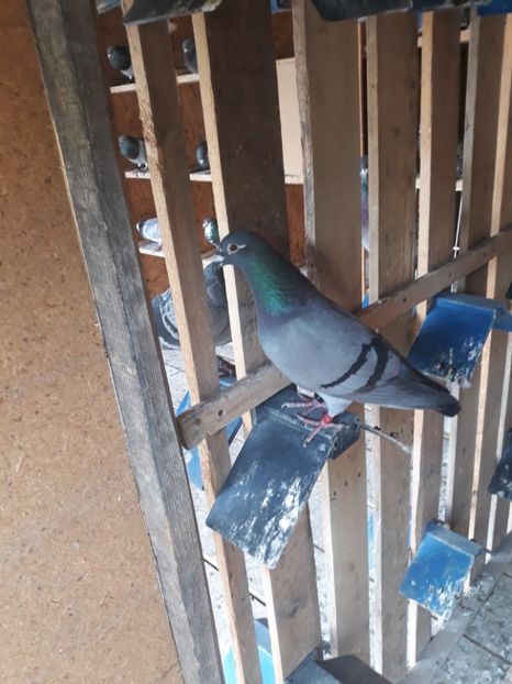 F3018306 2017 L6 JUD FOND TINERET - NORME 2018