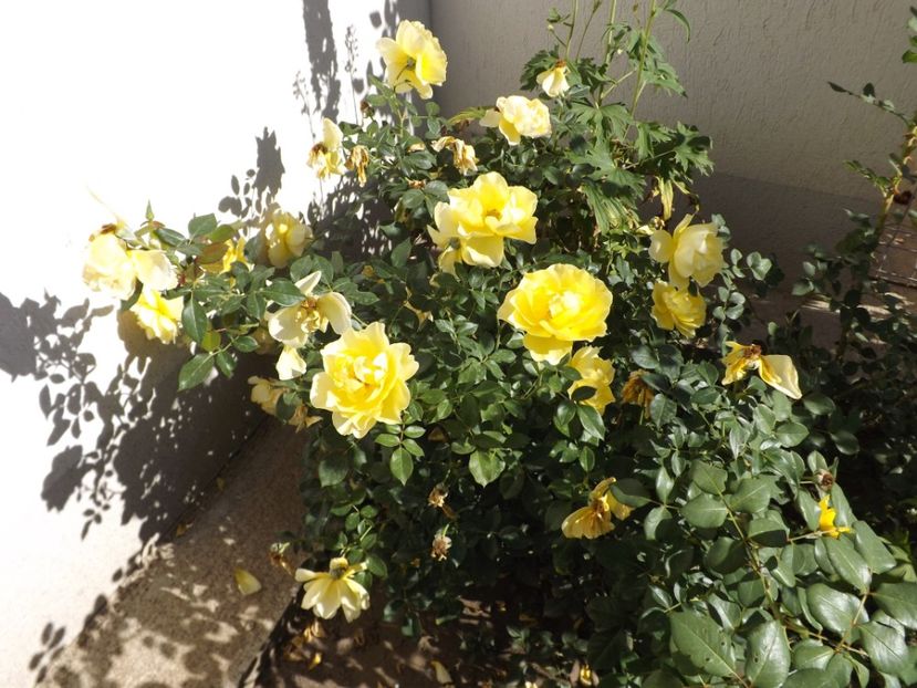  - Splendid ruffles 2018