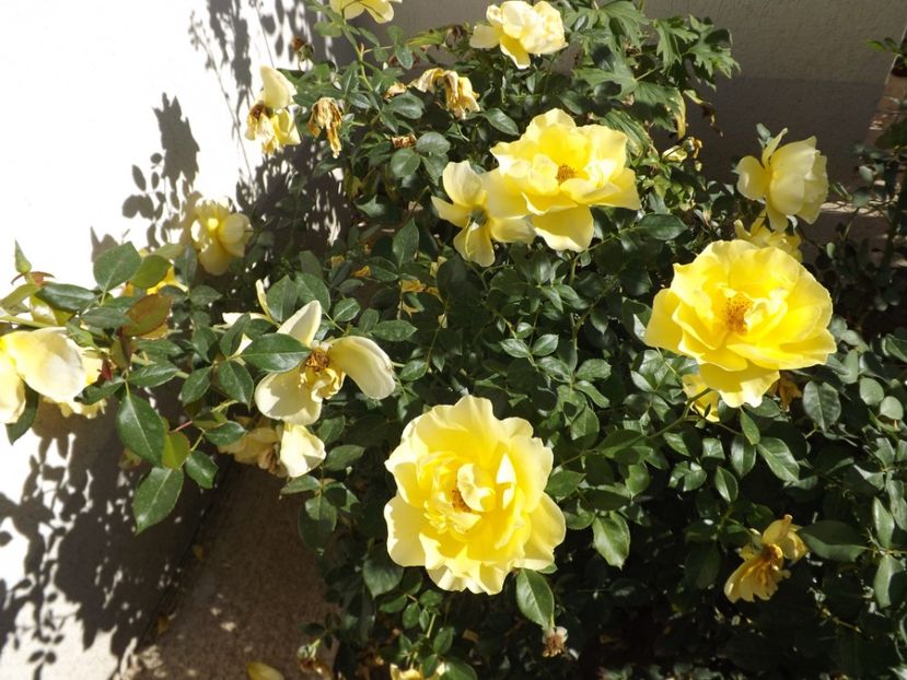  - Splendid ruffles 2018