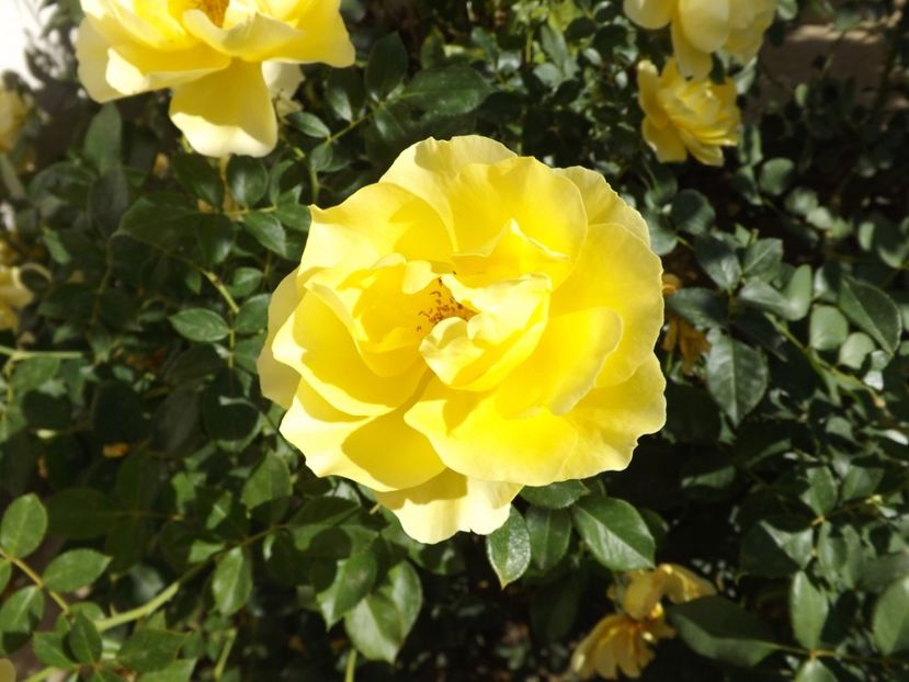  - Splendid ruffles 2018