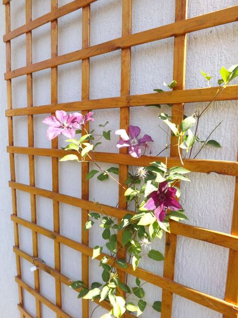  - Clematita Kardinal Wyszynski