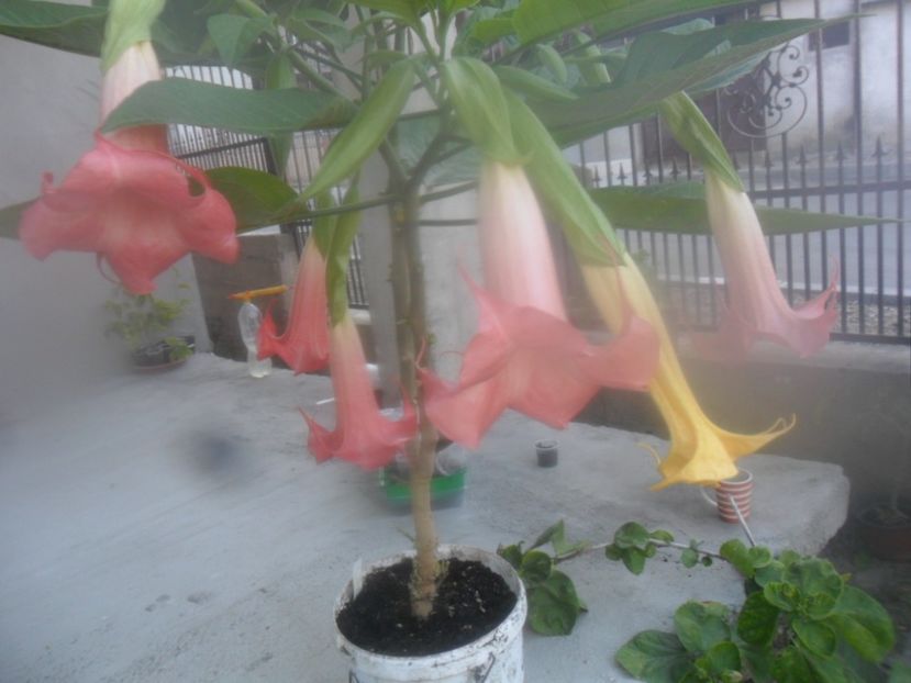  - brugmansii 2018 2